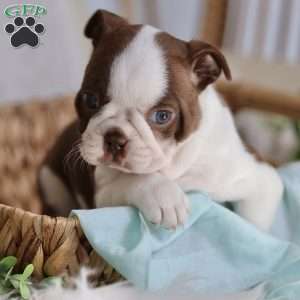 Blossom, Boston Terrier Puppy